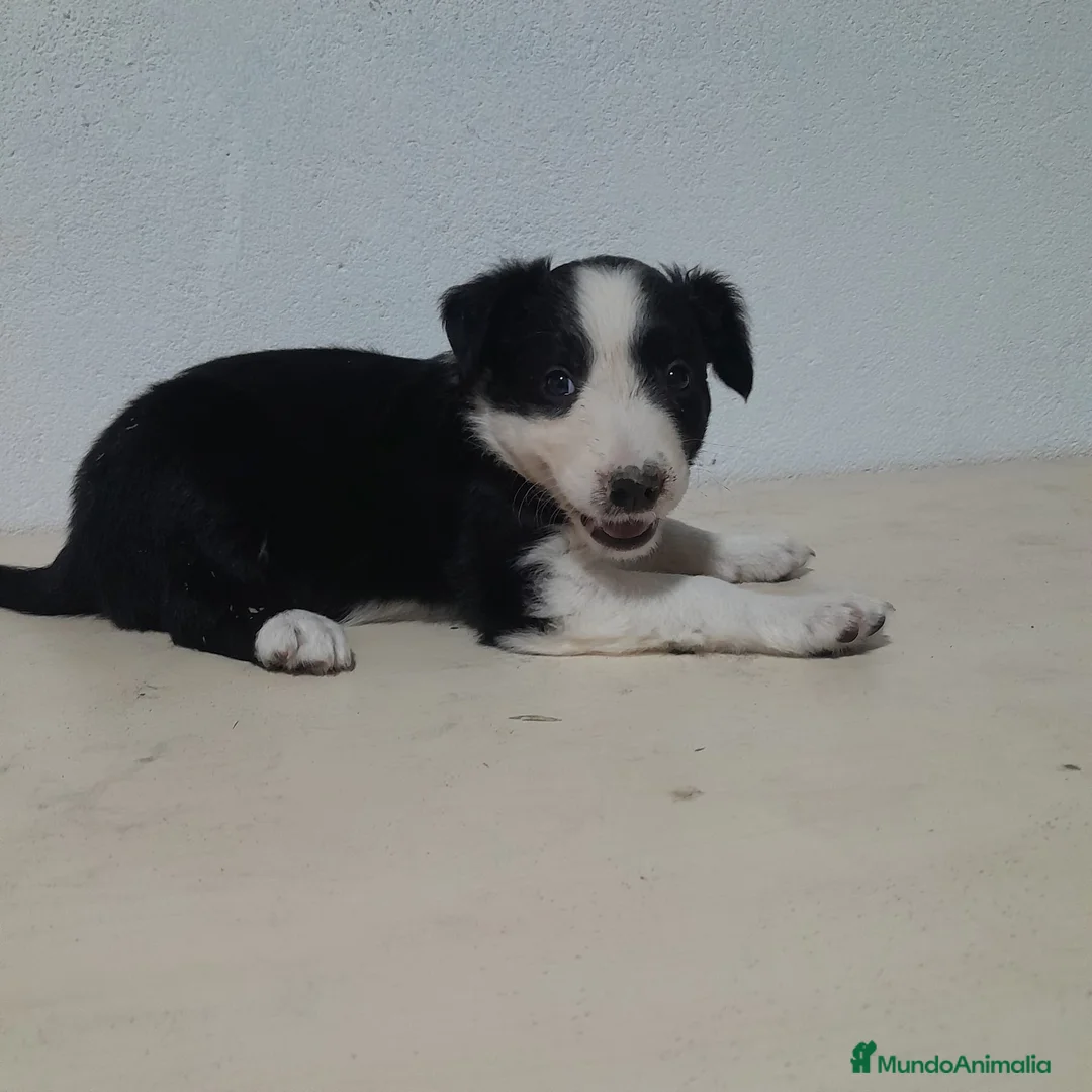 Border Collie perros en venta: BORDE COLLIE - Anuncio 36