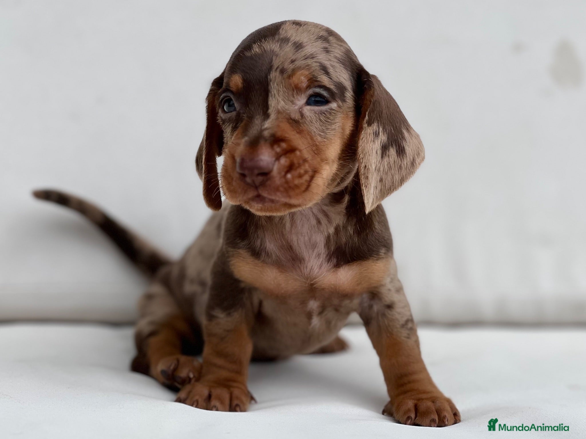 Teckel Miniatura perros EXCLUSIVO MACHITO TECKEL ARLEQUÍN CHOCOLATE - Anuncio 4