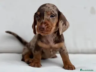 Teckel Miniatura perros EXCLUSIVO MACHITO TECKEL ARLEQUÍN CHOCOLATE - Anuncio 4