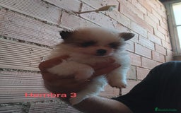 Pomerania perros en venta: POMERANIAS LULUS CALIDAD Y SELECCIÓN  - Imagen 4