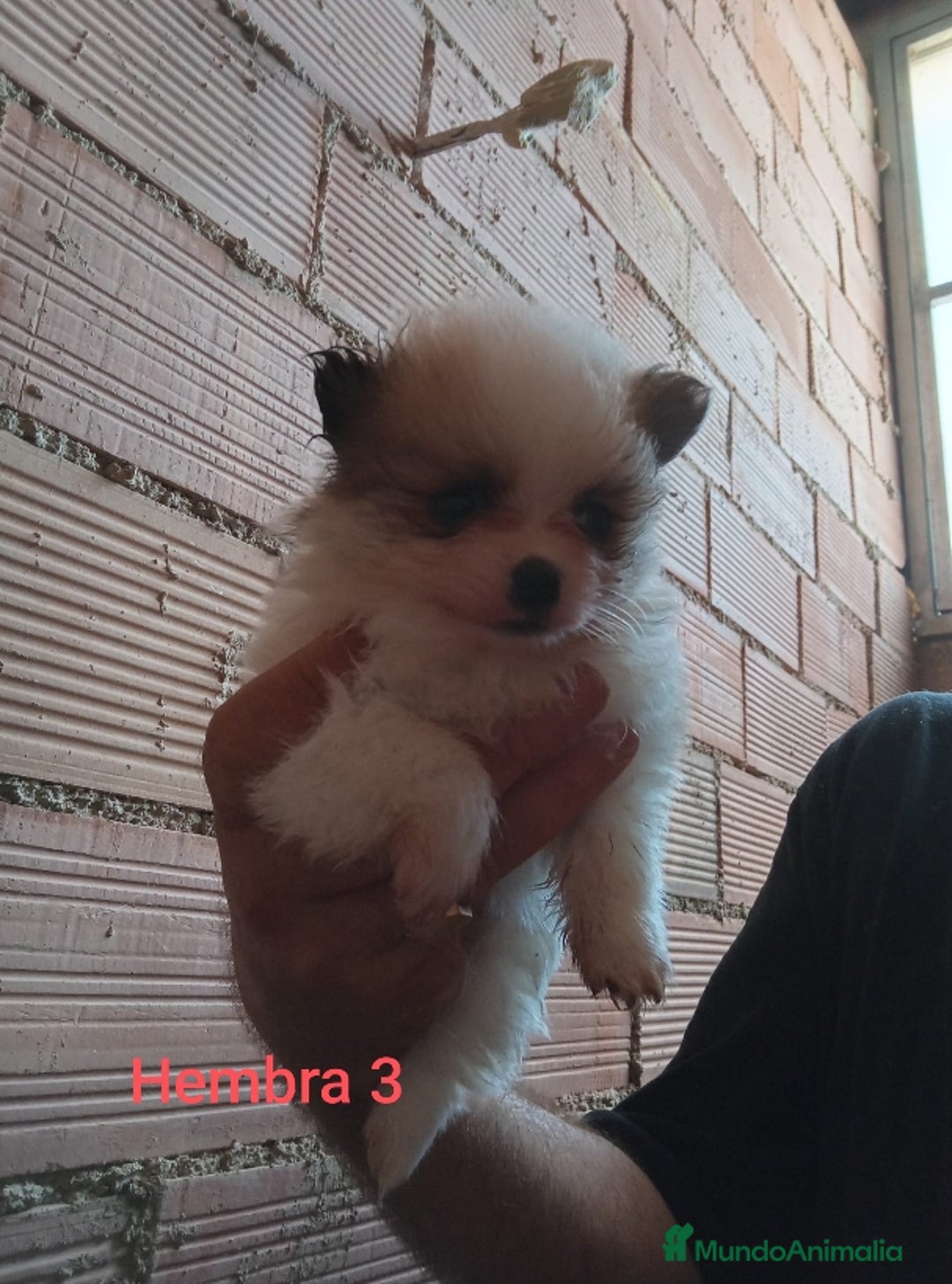 Pomerania perros en venta: POMERANIAS LULUS CALIDAD Y SELECCIÓN  - Imagen 4