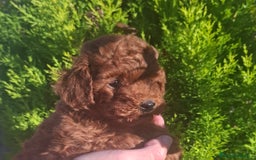 Caniche Toy perros en venta: CANICHE TOY MACHO - Anuncio 1