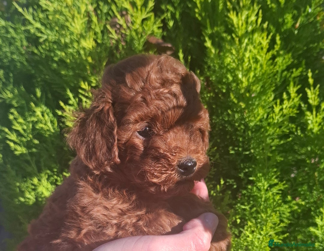 Caniche Toy perros en venta: CANICHE TOY MACHO - Anuncio 1