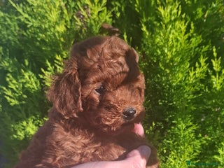 Caniche Toy perros CANICHE TOY MACHO - Anuncio 4