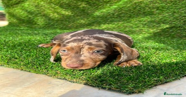 Teckel perros TECKEL MINIATURA /////CACHORROS  - Anuncio 1