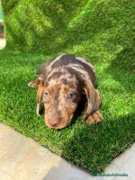 Teckel perros TECKEL MINIATURA /////CACHORROS - Anuncio 4