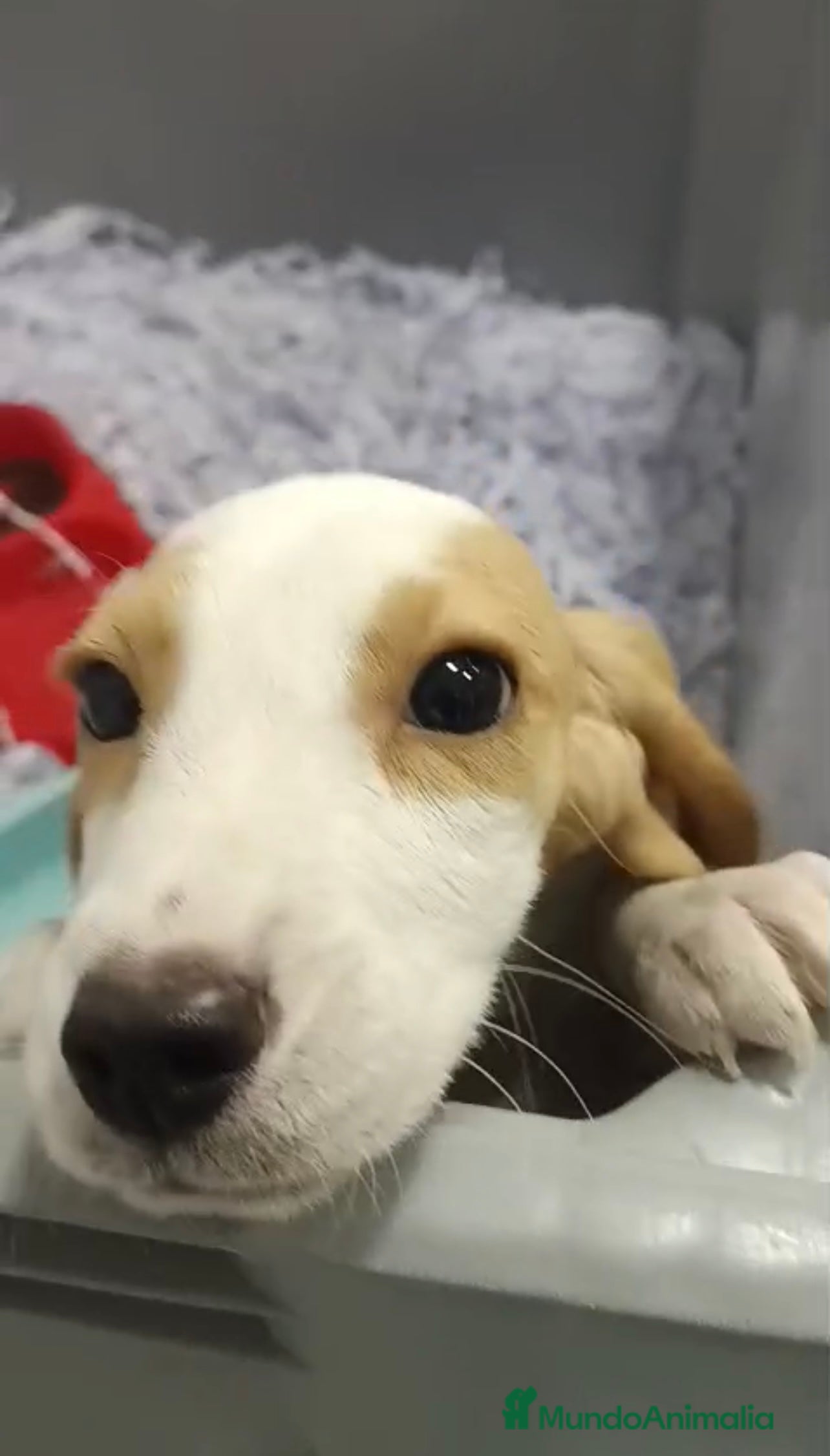 Beagle perros CACHORRO DE BEAGLE  - Anuncio 2