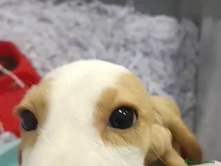 Beagle perros CACHORRO DE BEAGLE - Anuncio 7