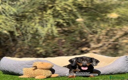 Teckel Miniatura perros en venta: TECKEL ARLEQUIN PLATA MACHO - Imagen 6