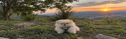 Pomerania perros en venta: Pomerania  - Anuncio 3