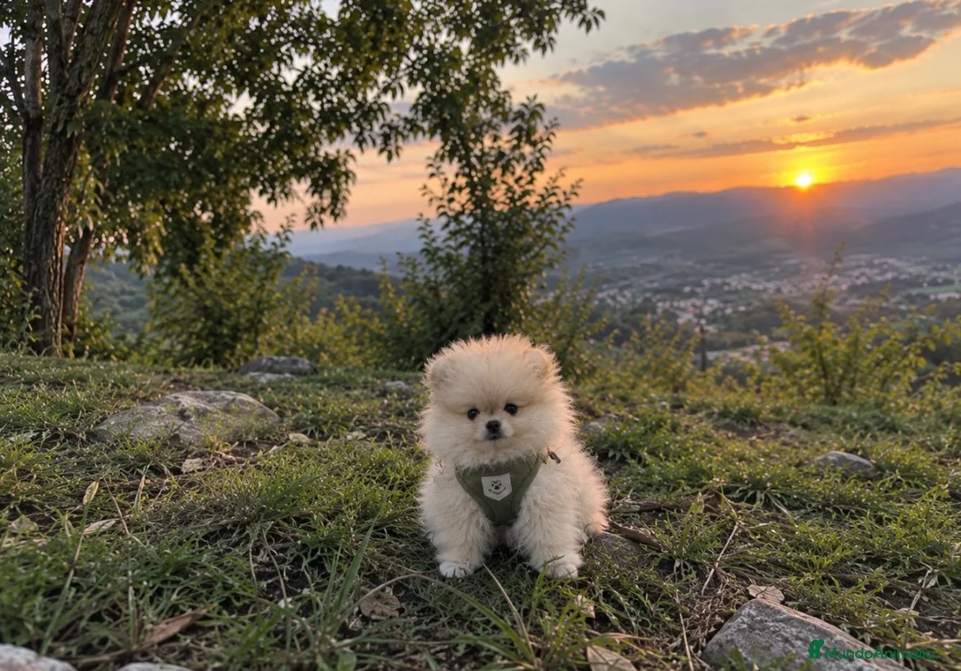Pomerania perros en venta: Pomerania  - Anuncio 3