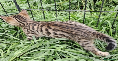 Bengalí gatos en Barcelona - Anuncio 5