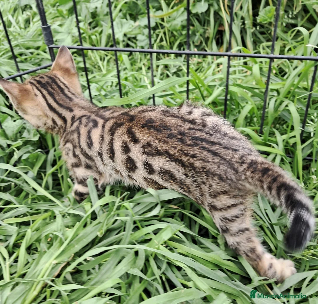 Bengalí gatos en venta: Gatito bengali en Barcelona - Anuncio 2
