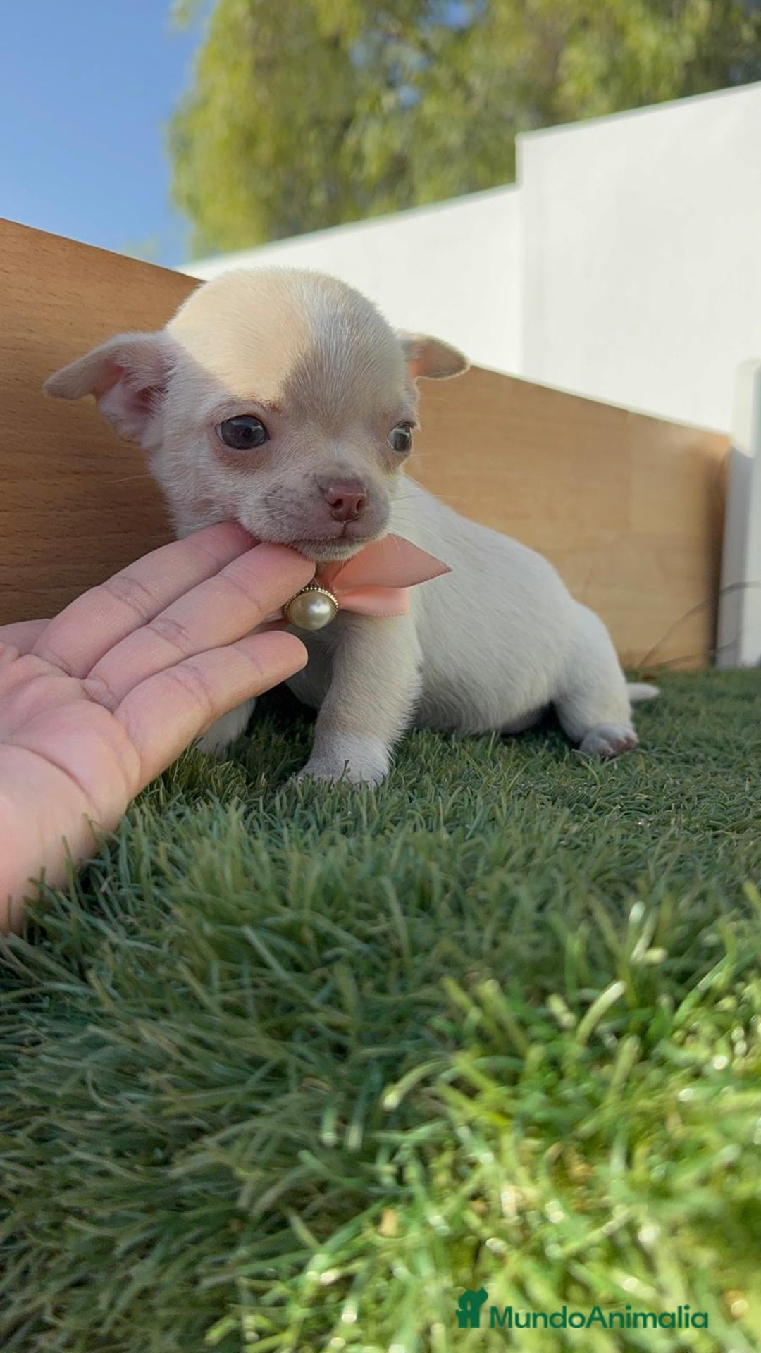 Chihuahua perros en venta: CHIHUAHUA HEMBRA - Anuncio 6