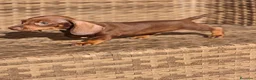Teckel Miniatura perros en venta: Teckel Mini chocolate hembra y macho  - Anuncio 12