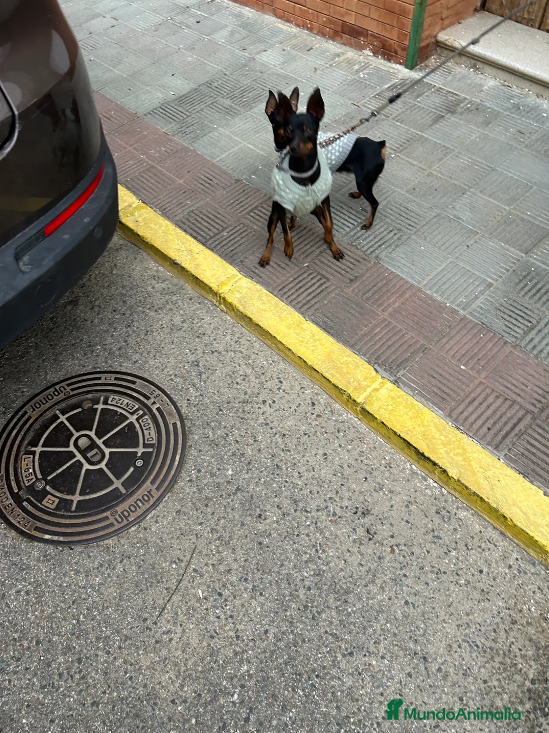 Ratón de Praga perros en venta: Ratones de Praga Microscópicos Toy Toy - Anuncio 2