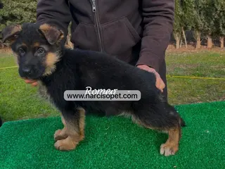 Pastor Alemán perros CRIA PROFESIONAL DE PASTOR ALEMAN en Asturias - Anuncio 26