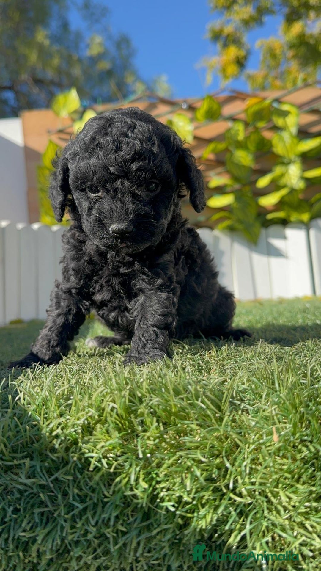 Caniche Toy perros en venta: CANICHE TOY HEMBRA - Anuncio 9