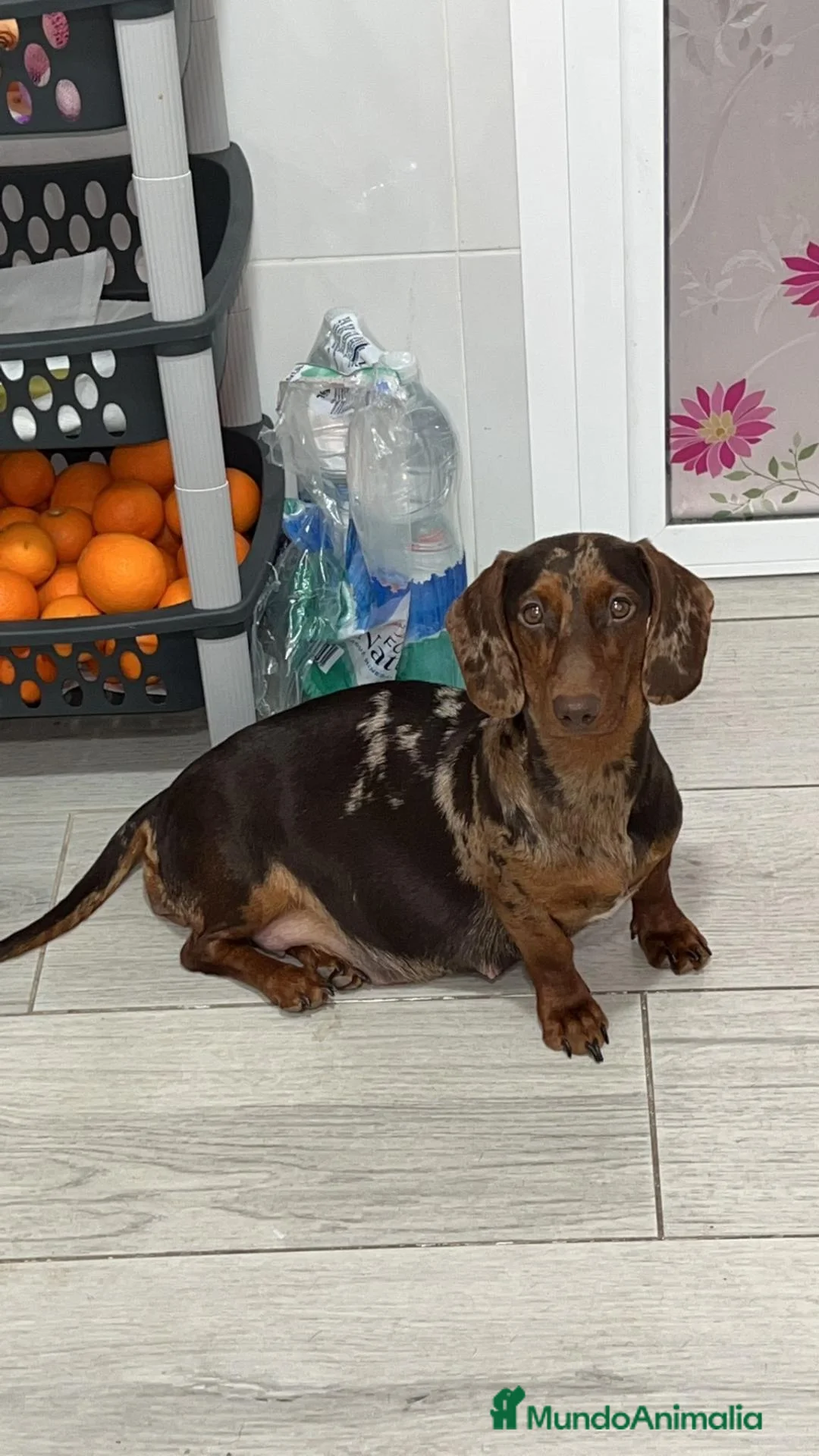 Teckel Miniatura perros en venta: Preciosos teckel  - Anuncio 2