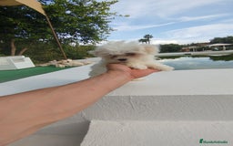 Bichón Maltés perros en venta: Bichón maltés toy - Imagen 2