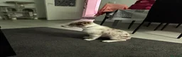 Border Collie perros en venta: Cachorro de border collie línea de belleza  - Anuncio 4