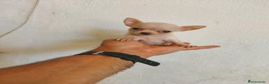 Chihuahua Cachorro 4