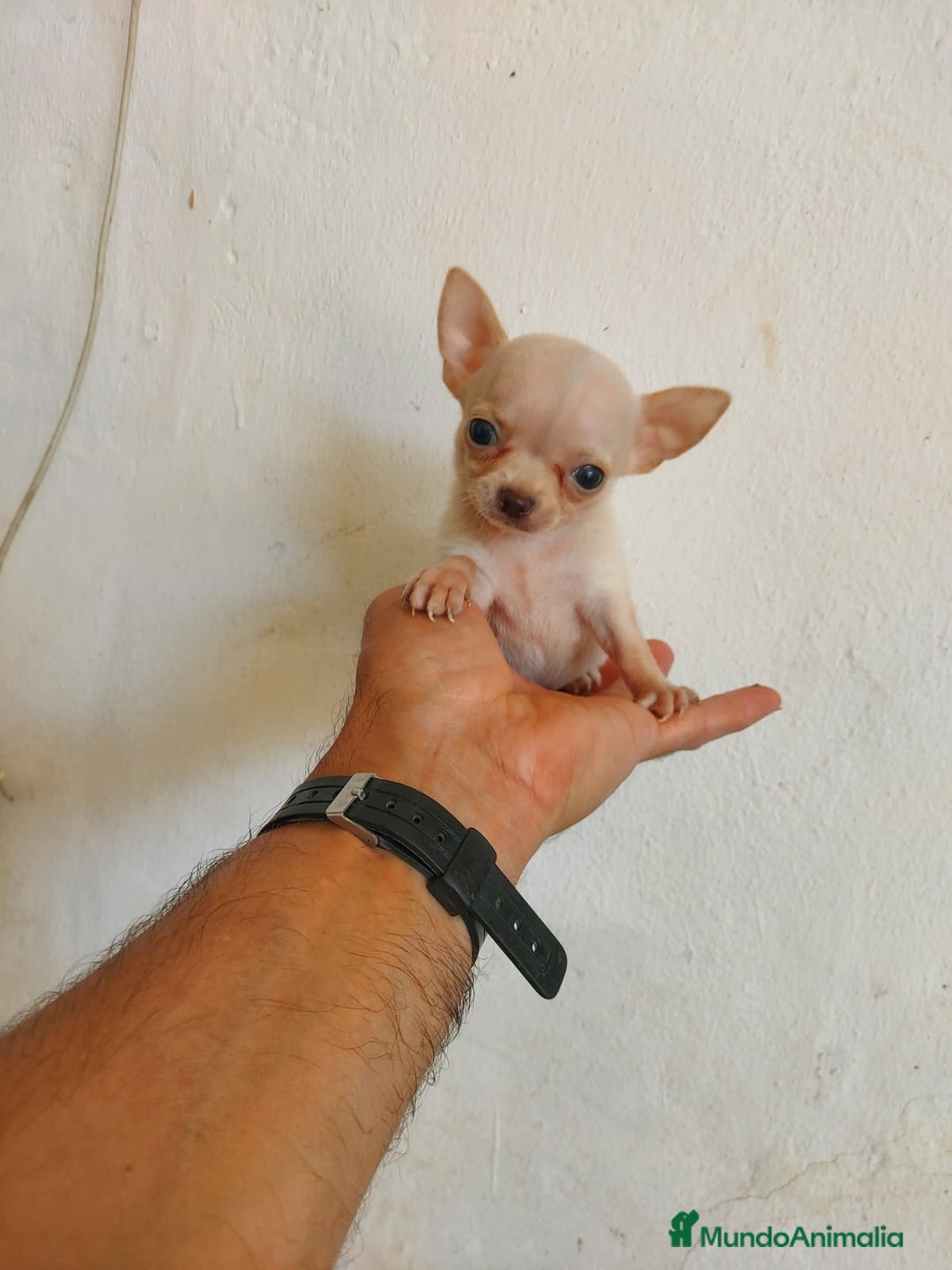Chihuahua perros en venta: chihuahua linea rusa  - Anuncio 5