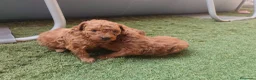 Caniche Toy perros en venta: Cachorros de caniche Toy rojos en Zaragoza - Anuncio 5