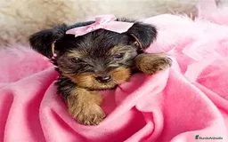 Yorkshire Terrier perros en venta: YORKSHIRE HEMBRA  - Imagen 1