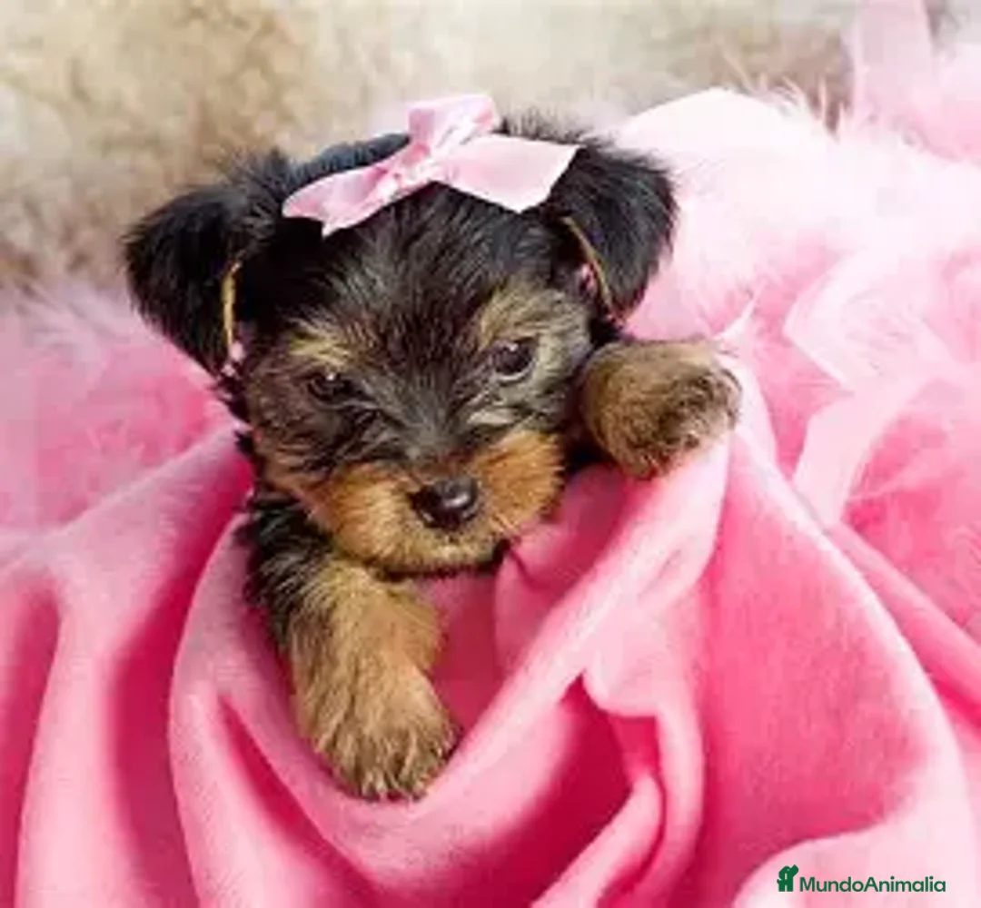 Yorkshire Terrier perros en venta: YORKSHIRE HEMBRA  - Imagen 1