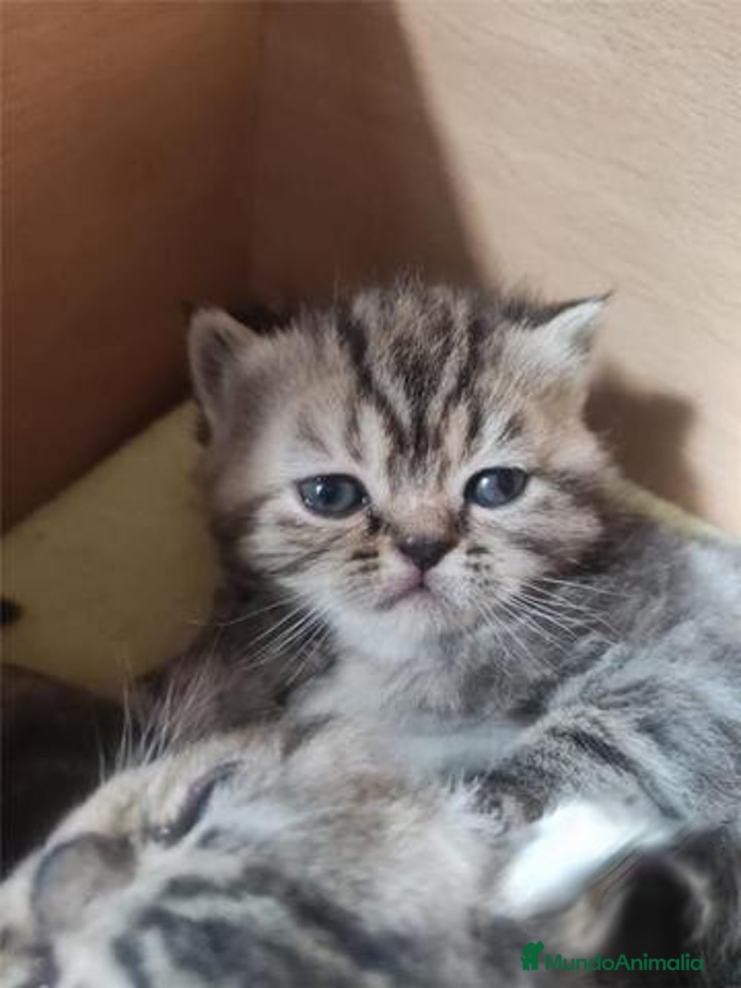 Persa gatos en venta: Persas europeos en Madrid - Imagen 4