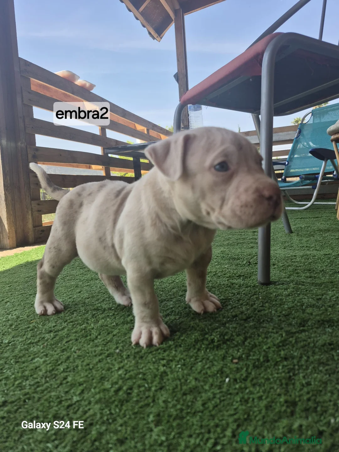 American Bully perros en venta: American bully  - Anuncio 6