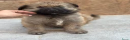 Pastor del Cáucaso perros en venta: Espectacular macho pastor del Caucaso 🩵🐾 - Anuncio 1