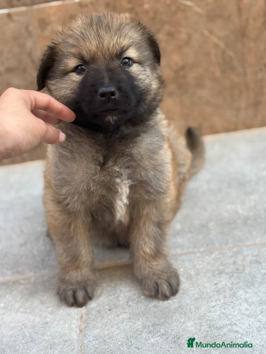 Pastor del Cáucaso perros en venta: Espectacular macho pastor del Caucaso 🩵🐾 - Anuncio 1