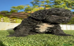 Perro de Agua Español perros en venta: PERRO DE AGUA ESPAÑOL - Imagen 10