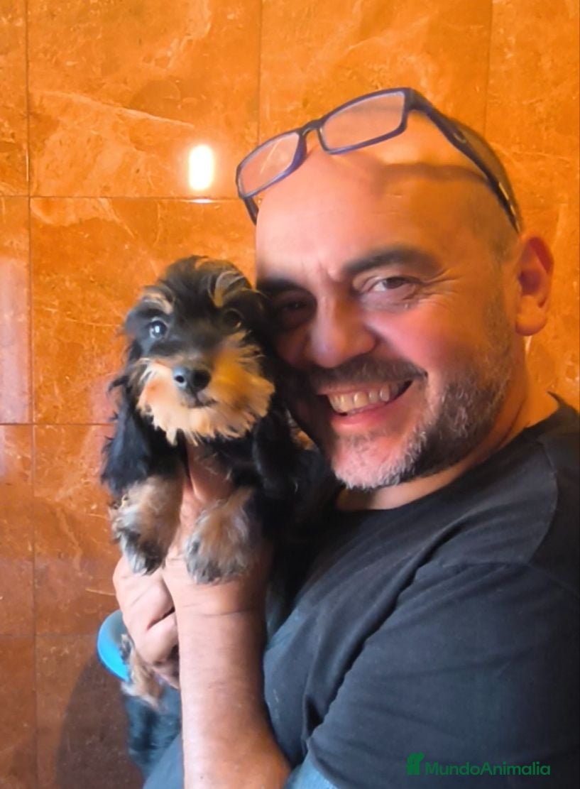 Teckel perros Teckel kaninchen pelo duro  - Anuncio 1