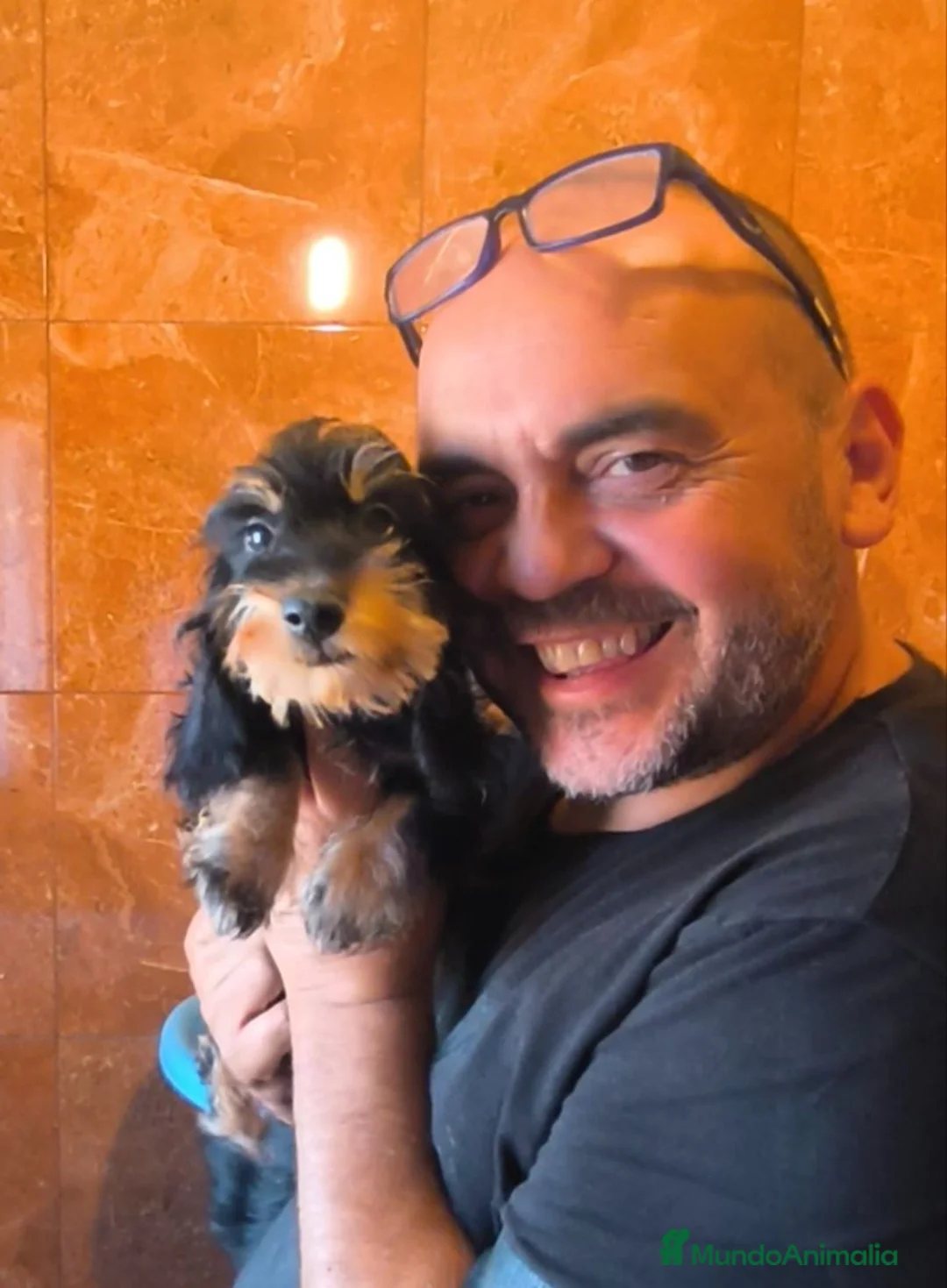 Teckel perros en venta: Teckel kaninchen pelo duro  - Anuncio 1