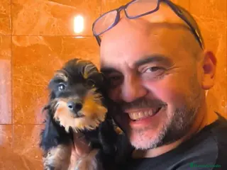 Teckel perros Teckel kaninchen pelo duro - Anuncio 1