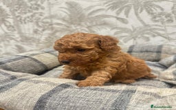 Caniche Toy perros en venta: Caniche toy rojo - Imagen 4