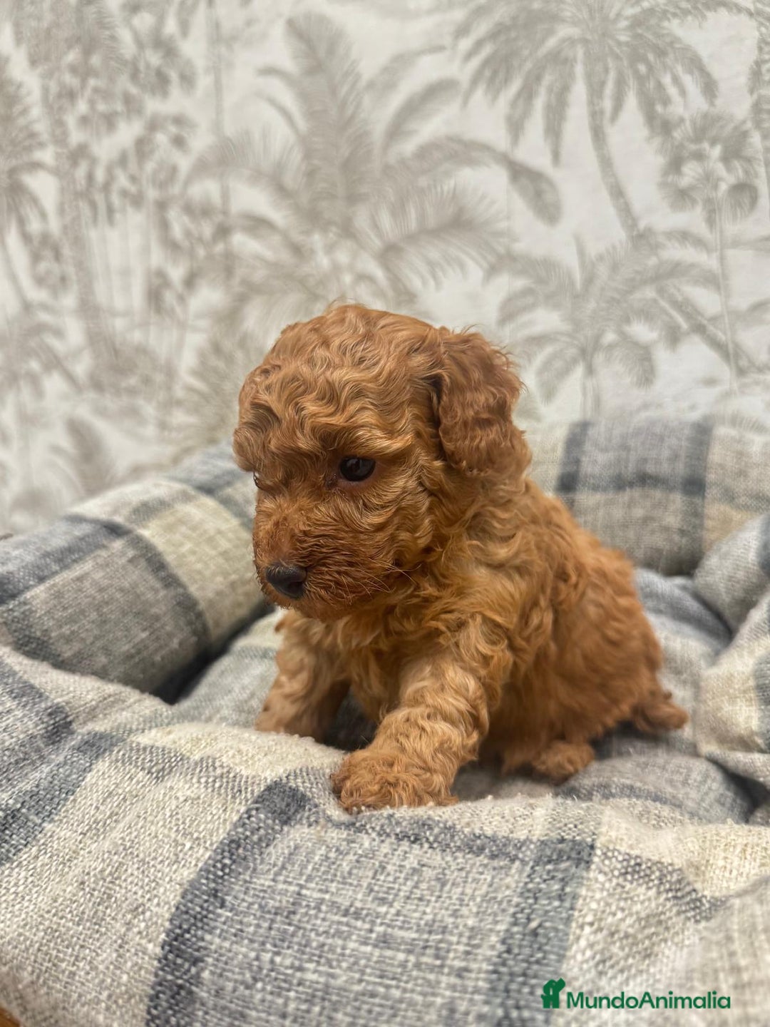 Caniche Toy perros en venta: Caniche toy rojo - Imagen 4