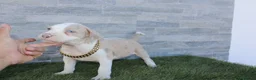 American Pit Bull Terrier perros en venta: American Pit bull - Anuncio 16