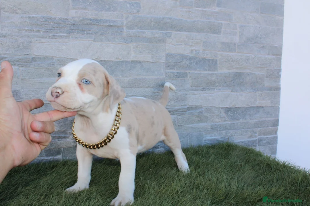 American Pit Bull Terrier perros en venta: American Pit bull - Anuncio 16