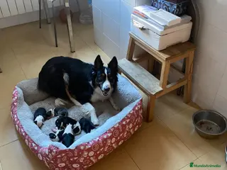 Border Collie perros Collies - Anuncio 2