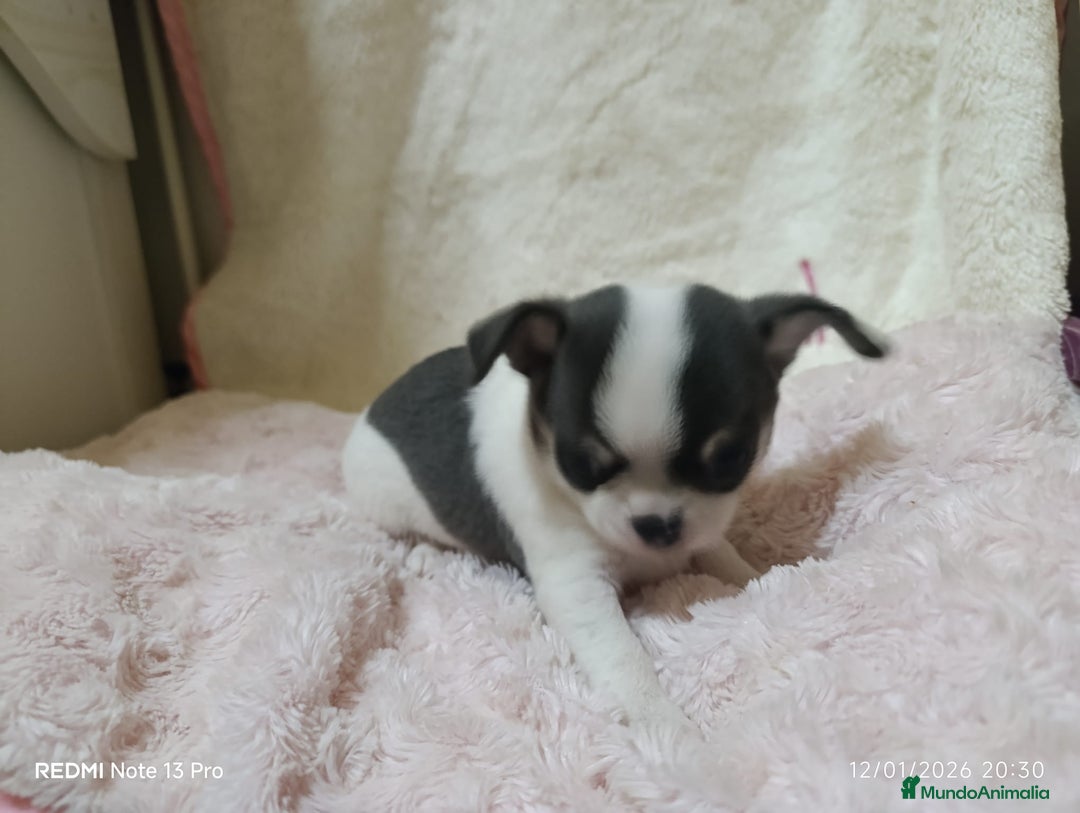 Chihuahua perros en venta: Chihuahua toy  - Anuncio 10