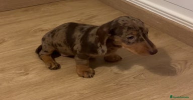 Teckel Miniatura perros Increíbles Teckel miniatura y Kaninchen .601144783 - Anuncio 1