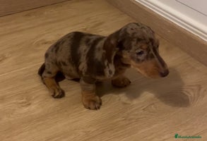 Teckel Miniatura perros Increíbles Teckel miniatura y Kaninchen .601144783 - Anuncio 1