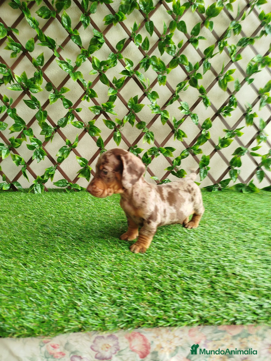 Teckel Miniatura perros en venta: Teckels kanichen  - Anuncio 4