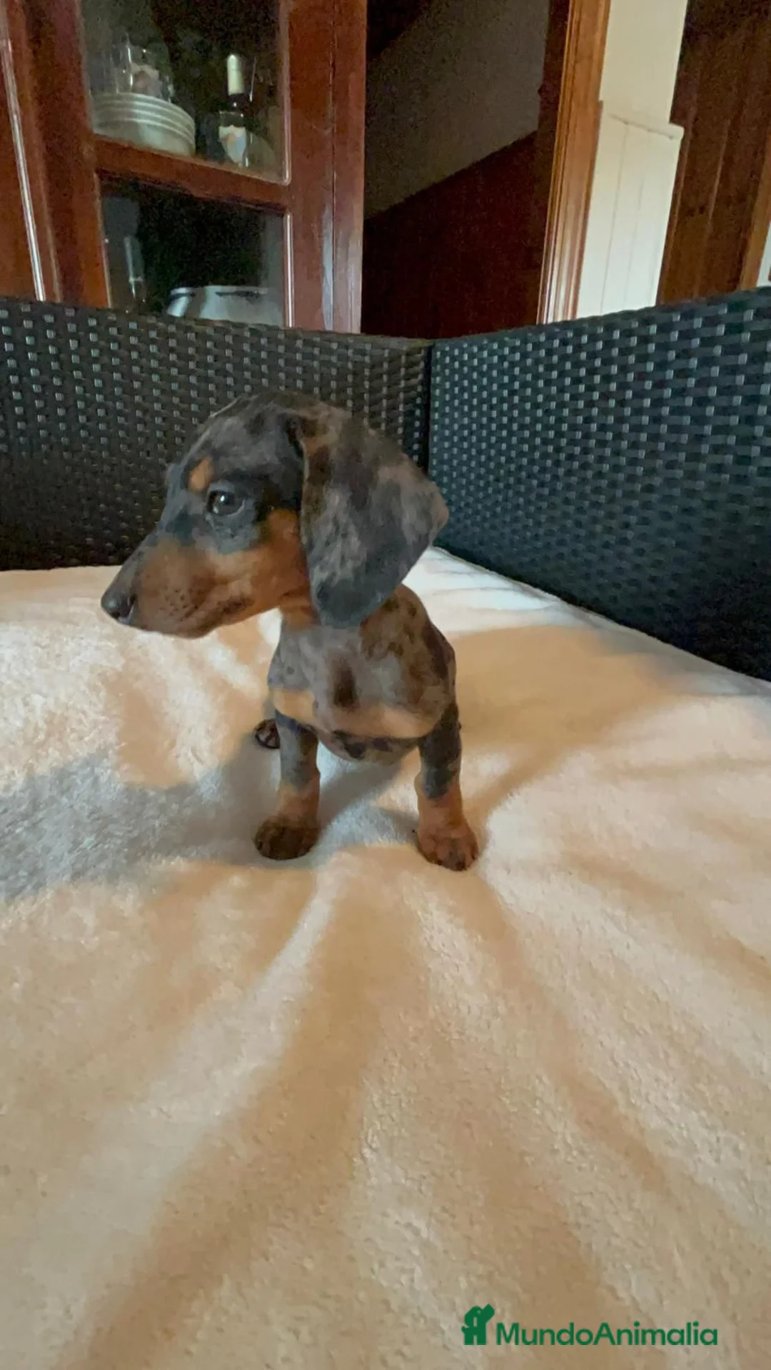 Teckel Miniatura perros en venta: Teckel kanichen  - Anuncio 3