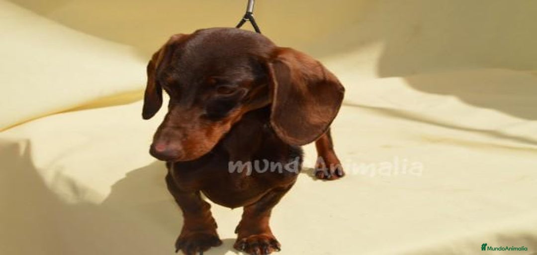 Imagen de galería {{count}}