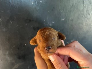 Caniche Toy perros - Anuncio 9